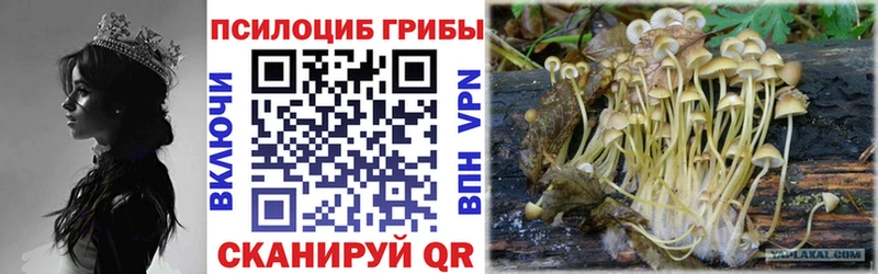 Галлюциногенные грибы Magic Shrooms  цена   Суворов 